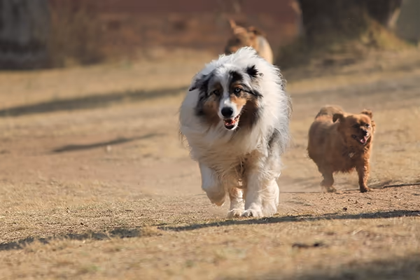 Off-Leash Dog Area at Riverside Park photo 1